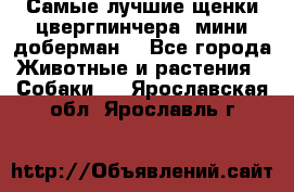 Самые лучшие щенки цвергпинчера (мини доберман) - Все города Животные и растения » Собаки   . Ярославская обл.,Ярославль г.